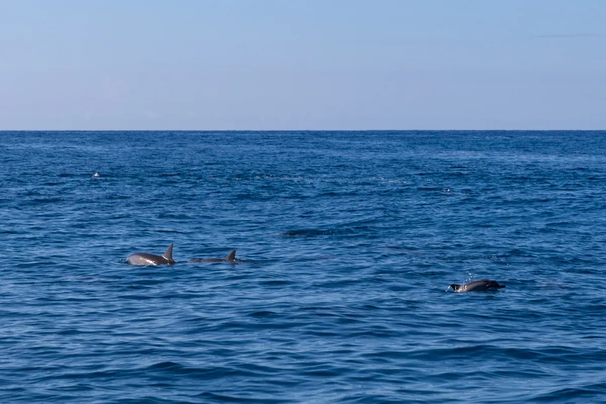Spinner dolphins surfacing off the Na Pali Coast on a Kauai Napali Coast raft tour
