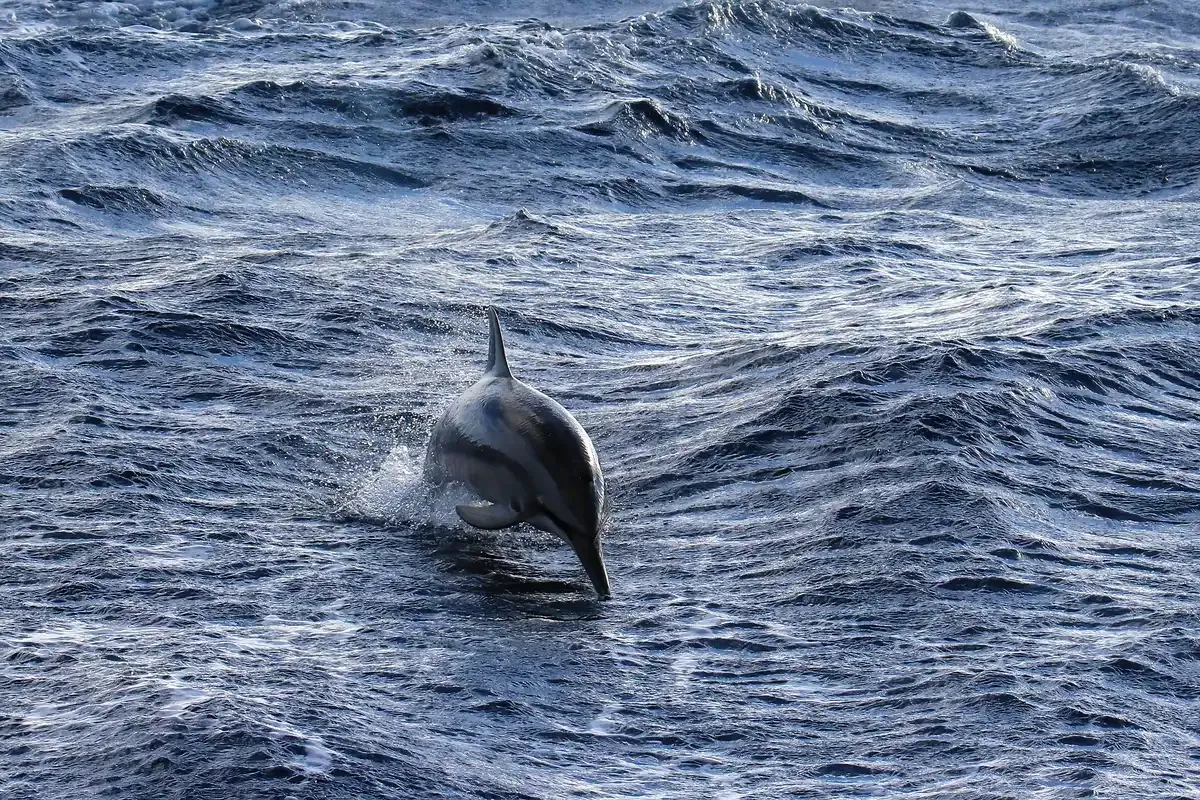 Spinner dolphin leaping off Kauai, a common sight on Na Pali Coast raft snorkel tours