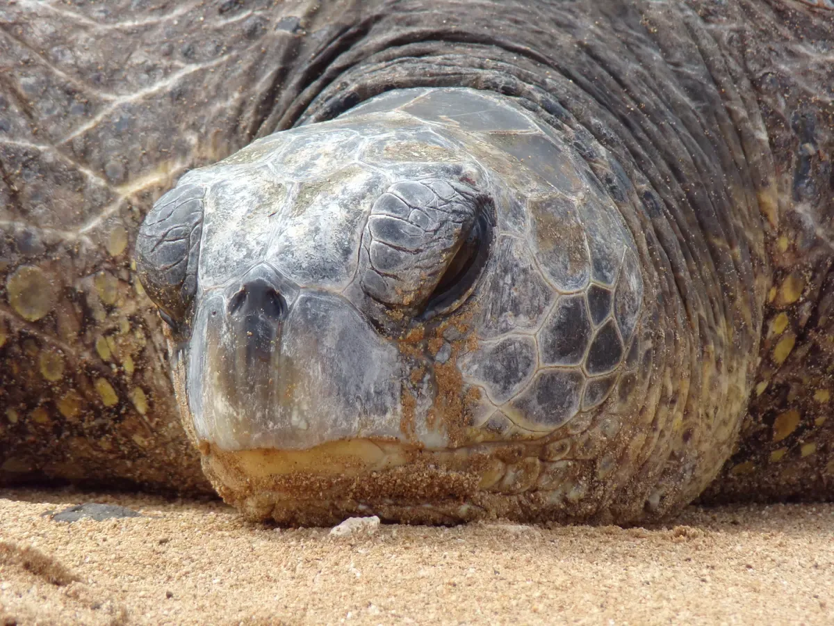 Close-up of a green sea turtle on a Kauai beach, a common sight on Napali Coast snorkel tours