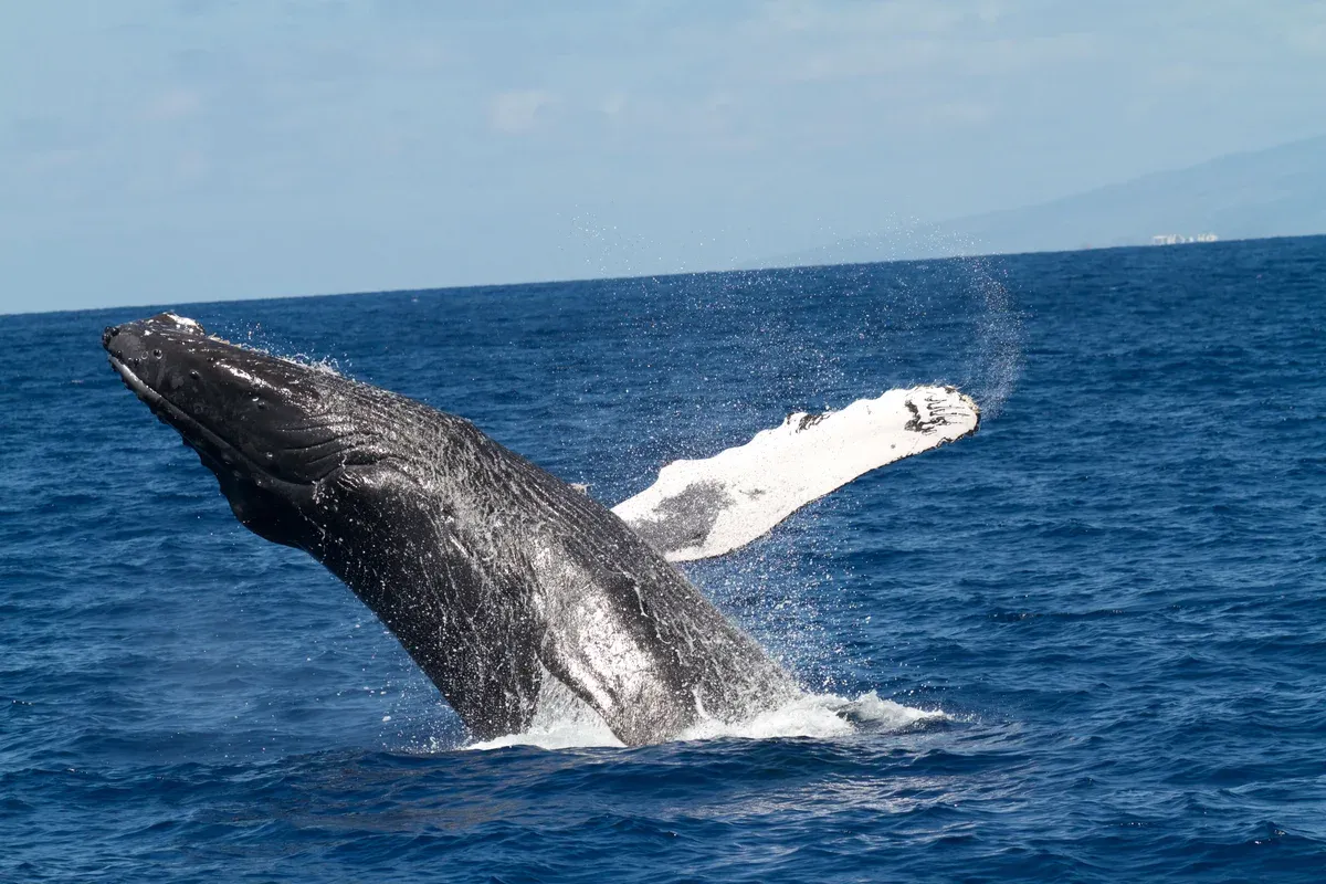 Humpback whale lifting its long flipper above the water in Hawaii, for Kauai whale watching boat tours